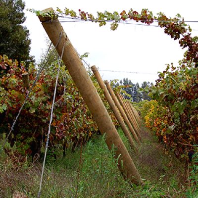 polines_en_vinedos polines_en_vinedos